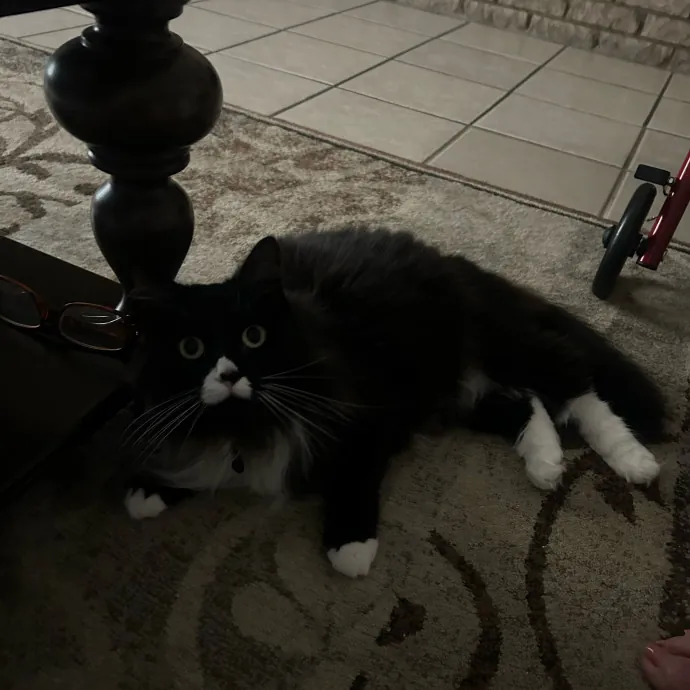 Livi Sits