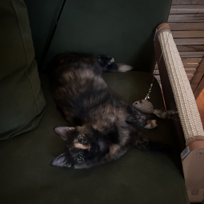 Livi Sits