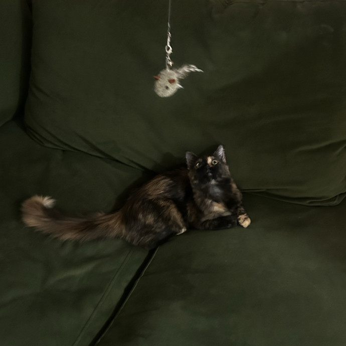 Livi Sits