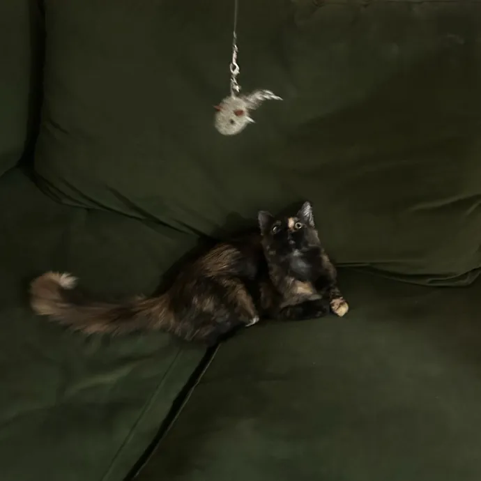 Livi Sits