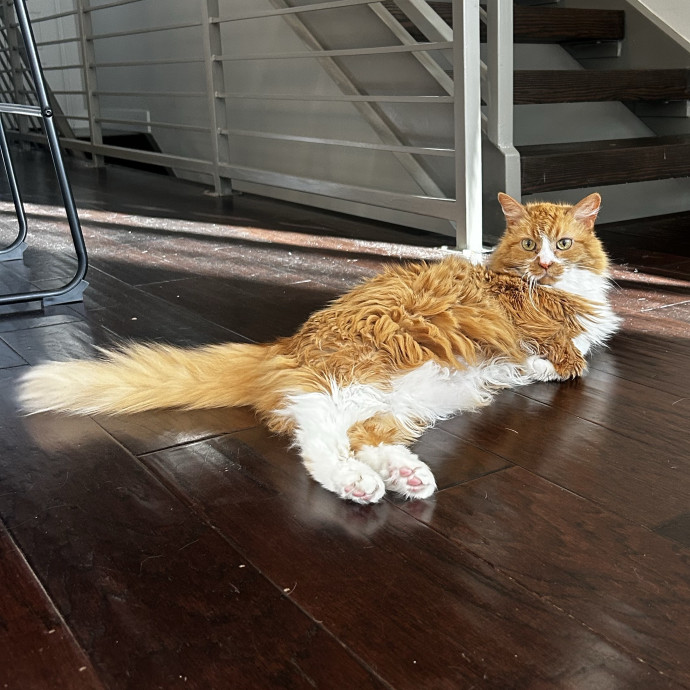 Livi Sits