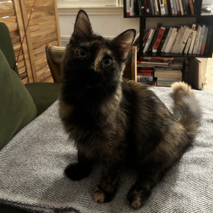Livi Sits