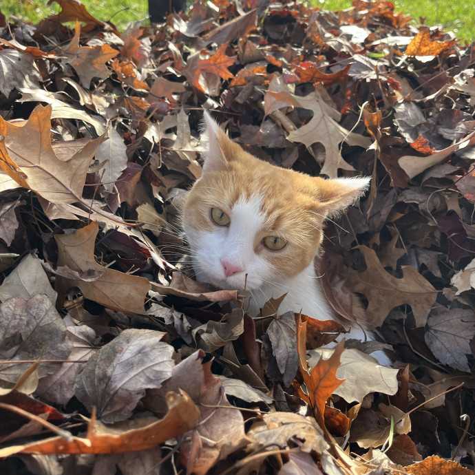 Keeping Cats Happy While You're Away