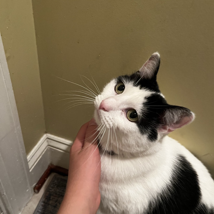 Keeping Cats Happy While You're Away