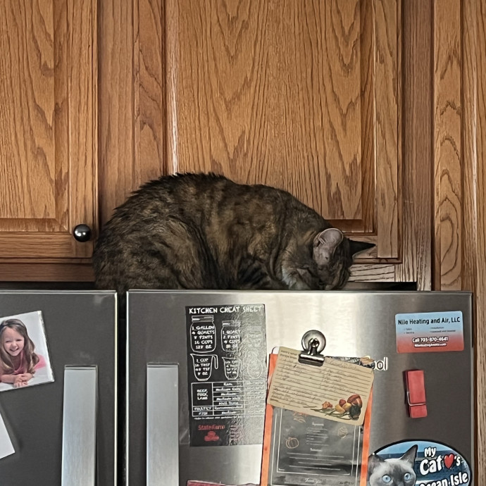 Keeping Cats Happy While You're Away photo 3