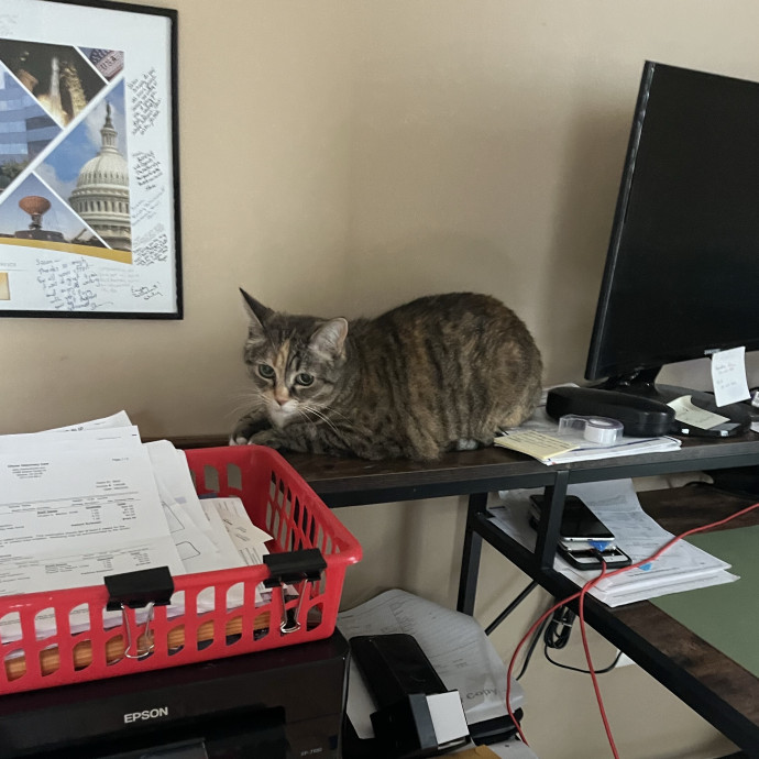 Keeping Cats Happy While You're Away photo 2