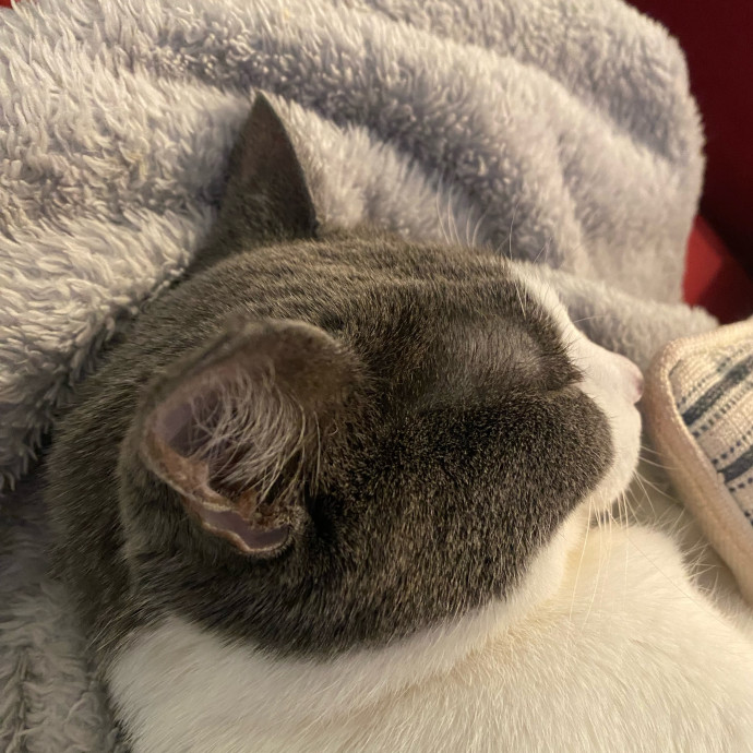 Friendly And Kind Cat Sitter In Dc