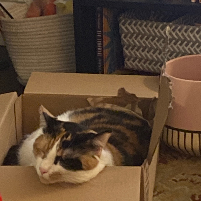 Friendly And Kind Cat Sitter In Dc