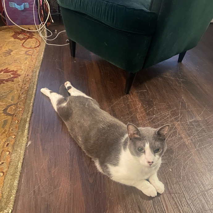 Friendly And Kind Cat Sitter In Dc