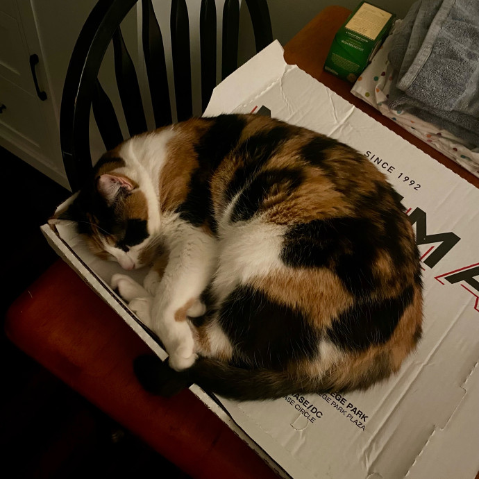 Friendly And Kind Cat Sitter In Dc