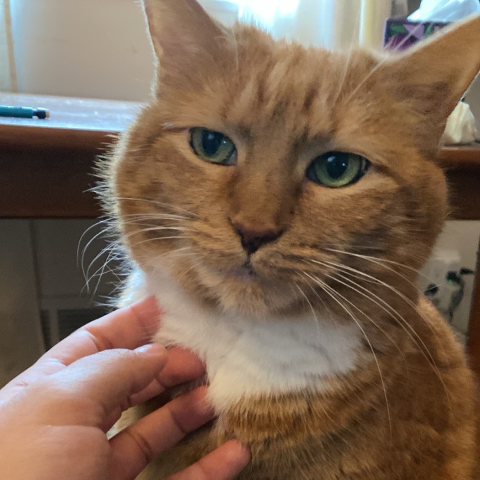 Friendly And Kind Cat Sitter In Dc photo 3