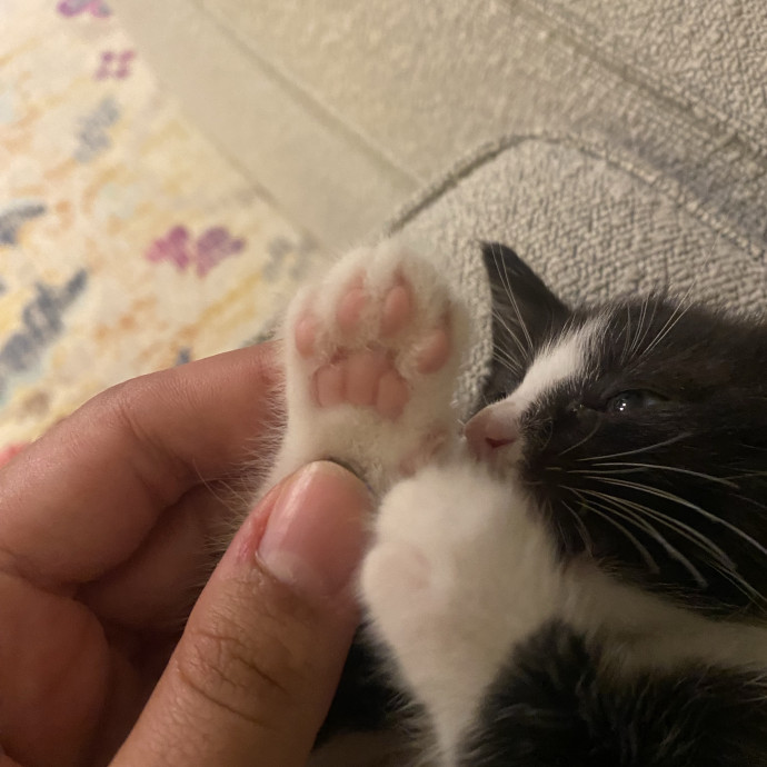 Friendly And Kind Cat Sitter In Dc photo 2