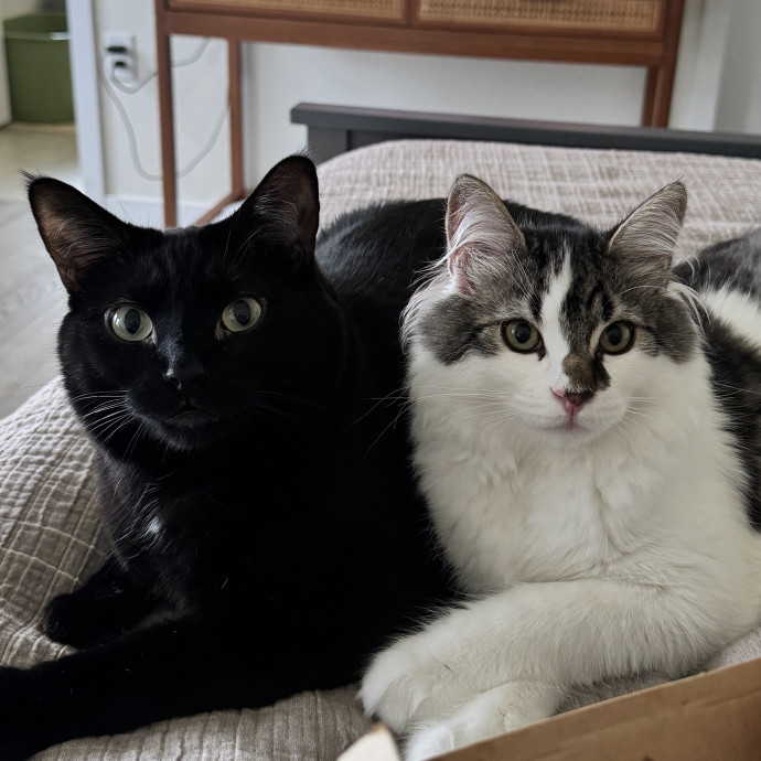 Cats Are My Spirit Animal