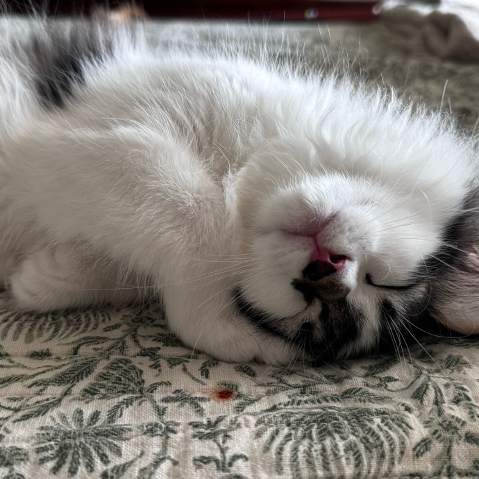 Cats Are My Spirit Animal photo 2