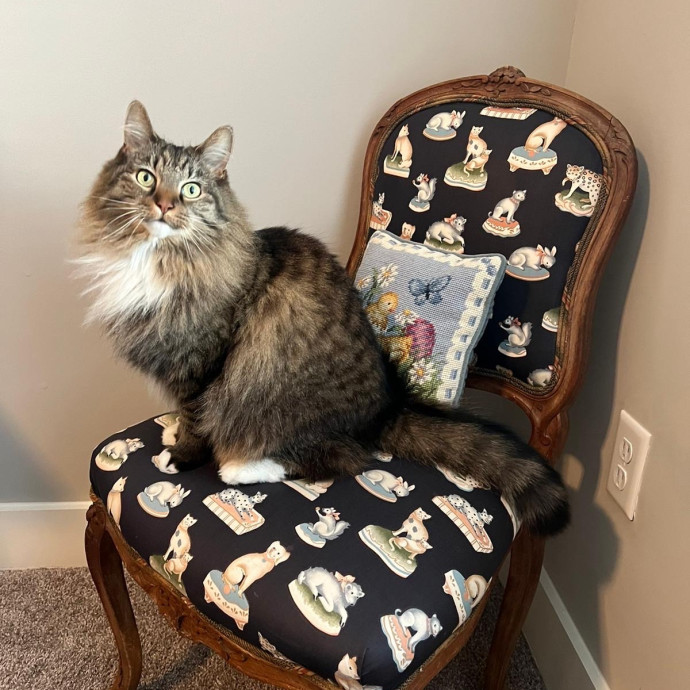 The Upstate Cat Sitter