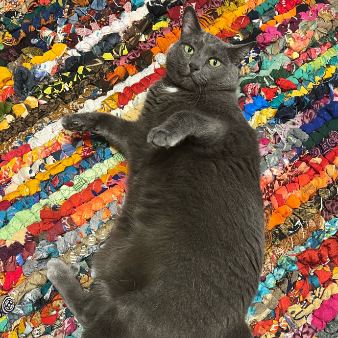 The Upstate Cat Sitter