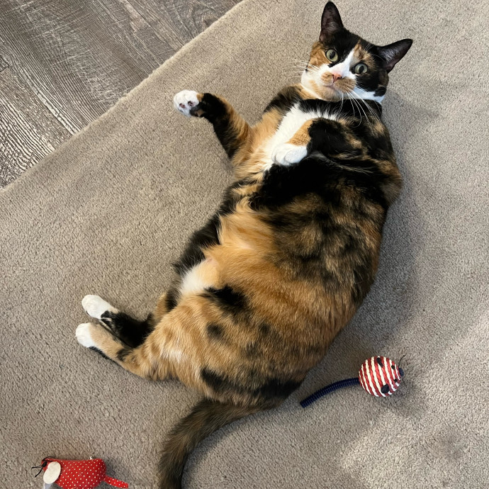 The Upstate Cat Sitter