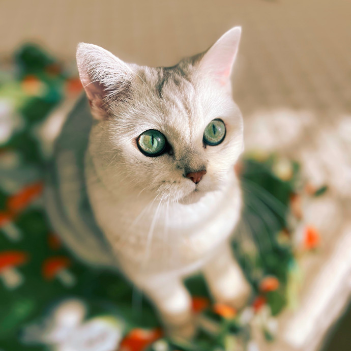 The Upstate Cat Sitter