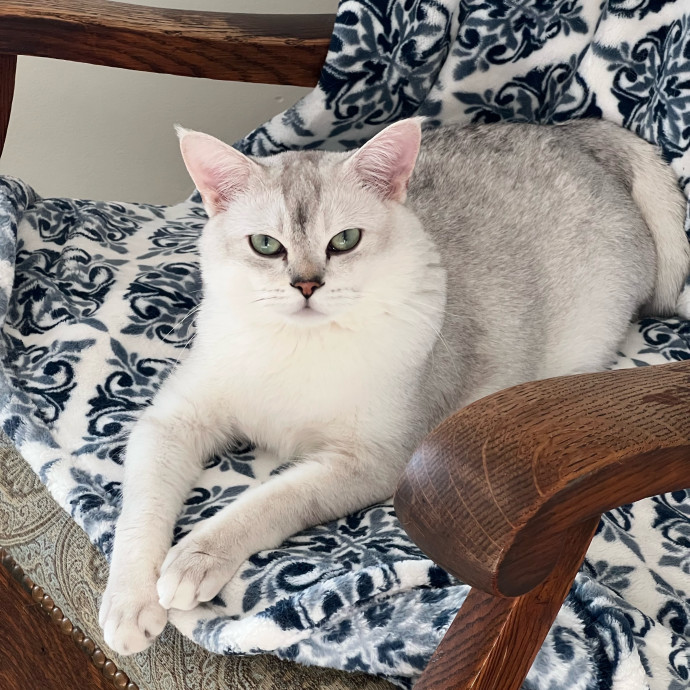 The Upstate Cat Sitter
