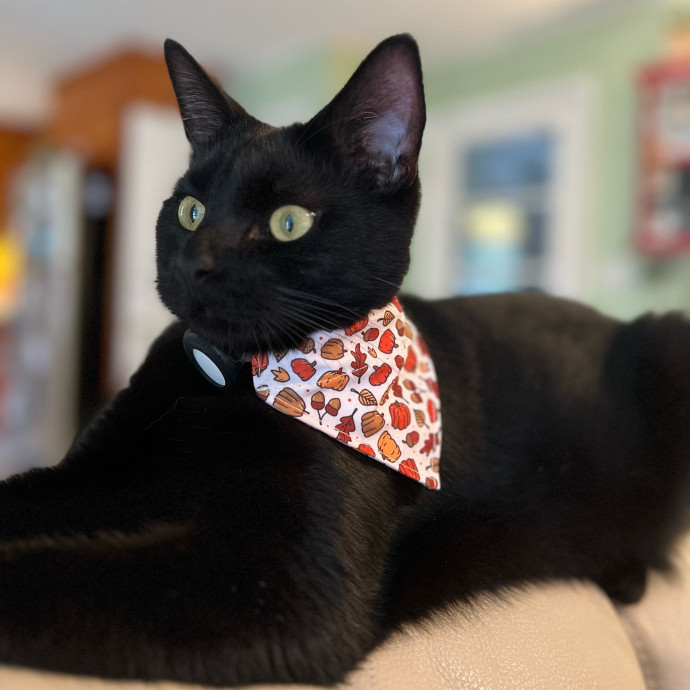 The Upstate Cat Sitter
