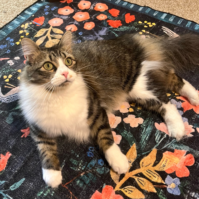 The Upstate Cat Sitter