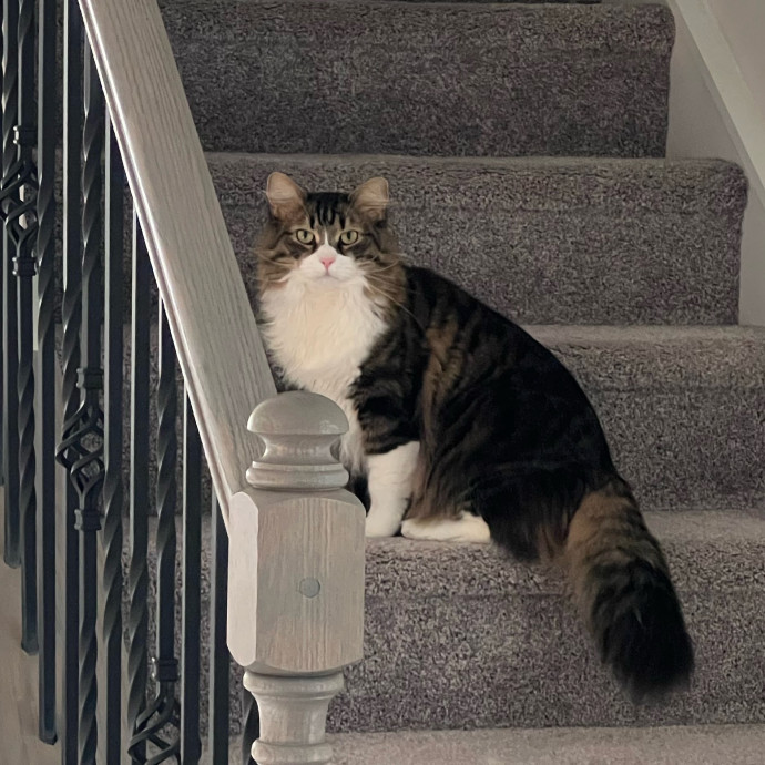 The Upstate Cat Sitter