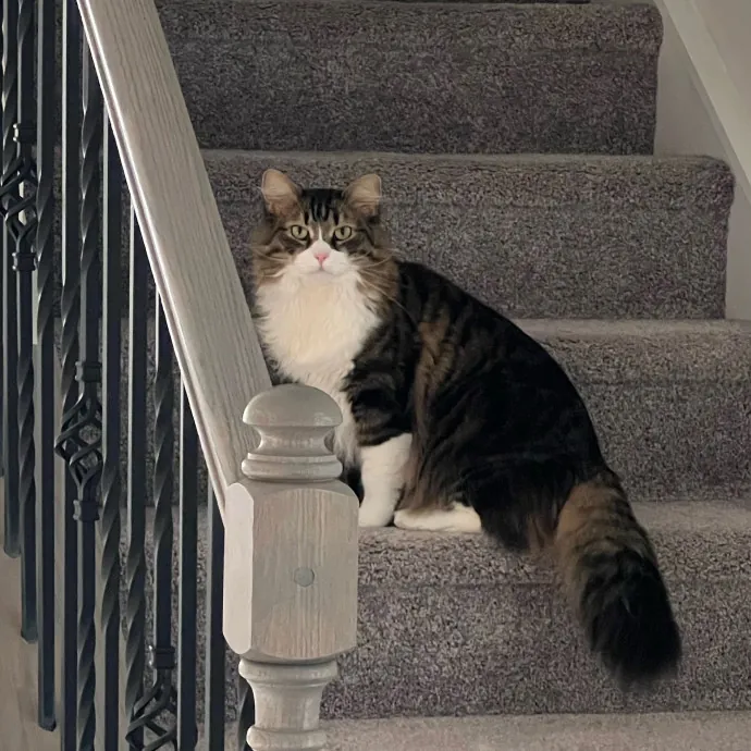 The Upstate Cat Sitter
