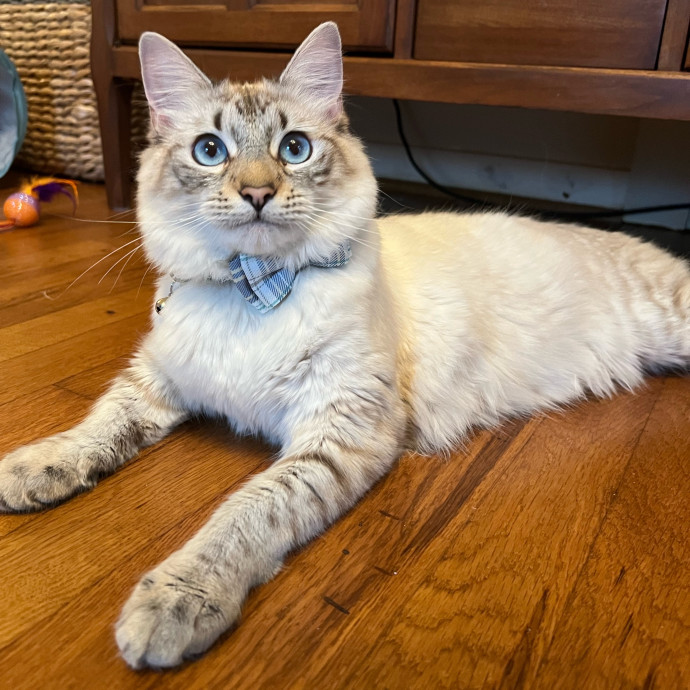 The Upstate Cat Sitter
