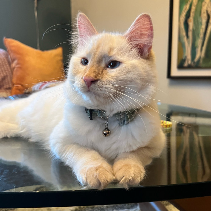 The Upstate Cat Sitter