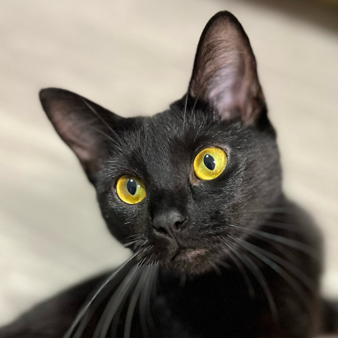 The Upstate Cat Sitter