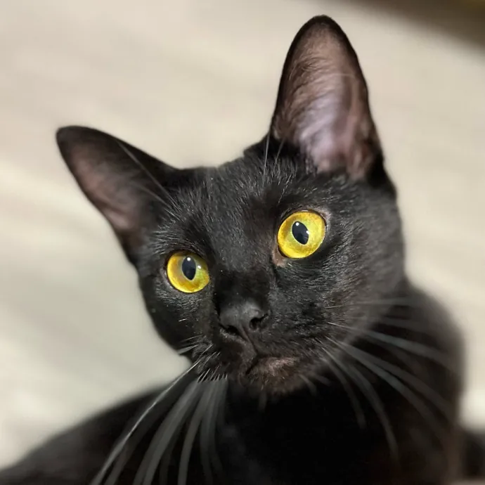 The Upstate Cat Sitter