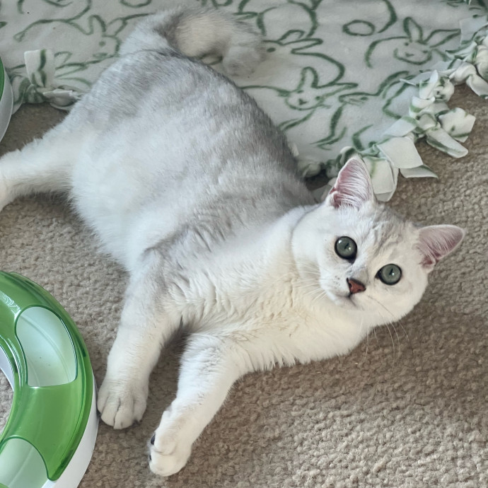 The Upstate Cat Sitter
