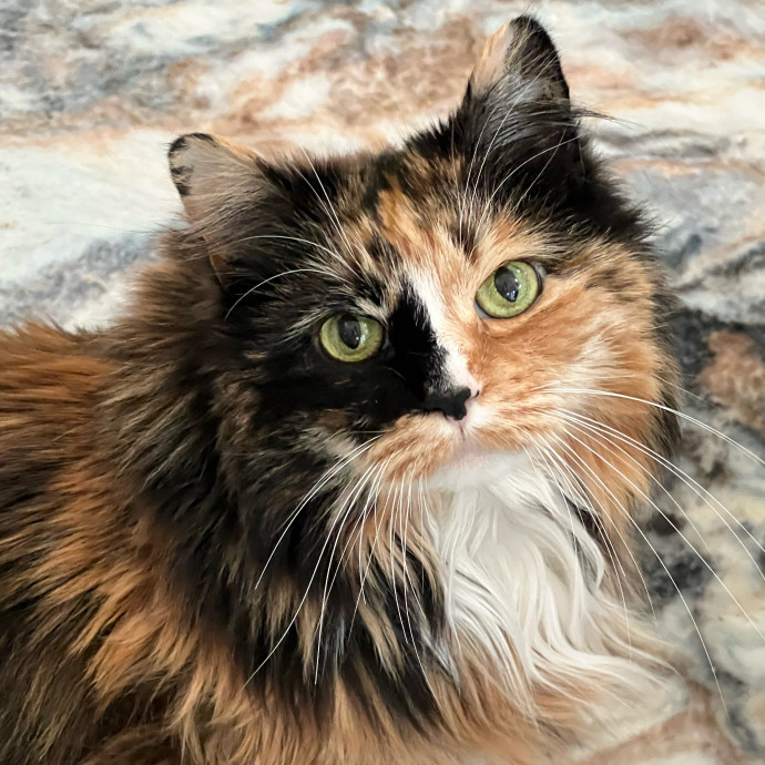 The Upstate Cat Sitter