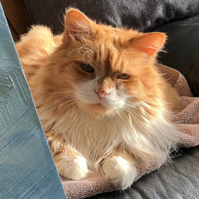 The Upstate Cat Sitter