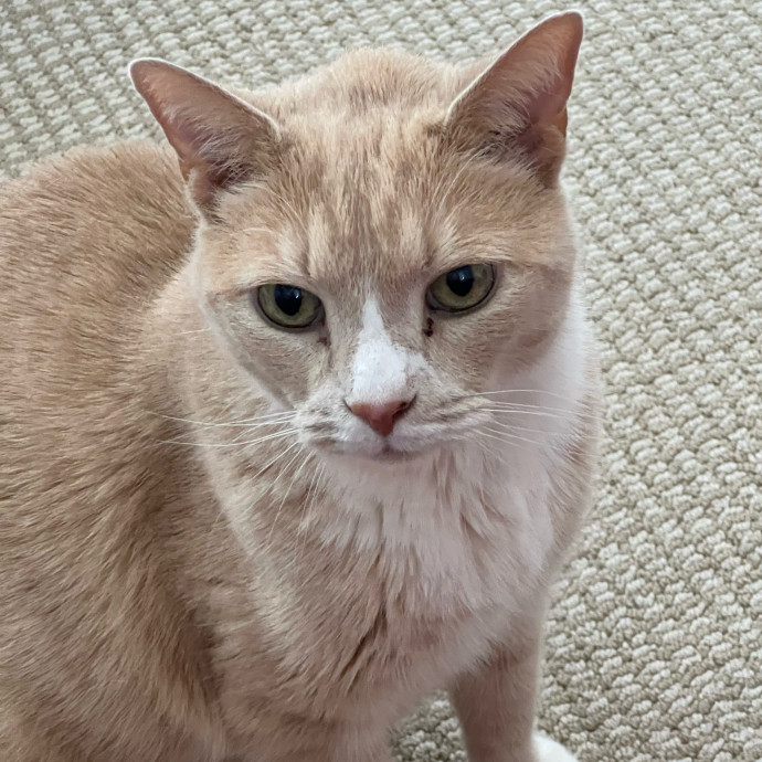 The Upstate Cat Sitter