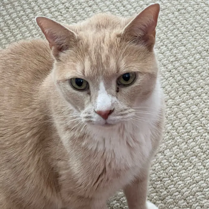 The Upstate Cat Sitter