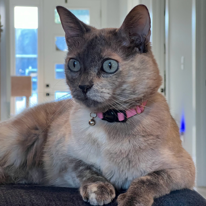 The Upstate Cat Sitter