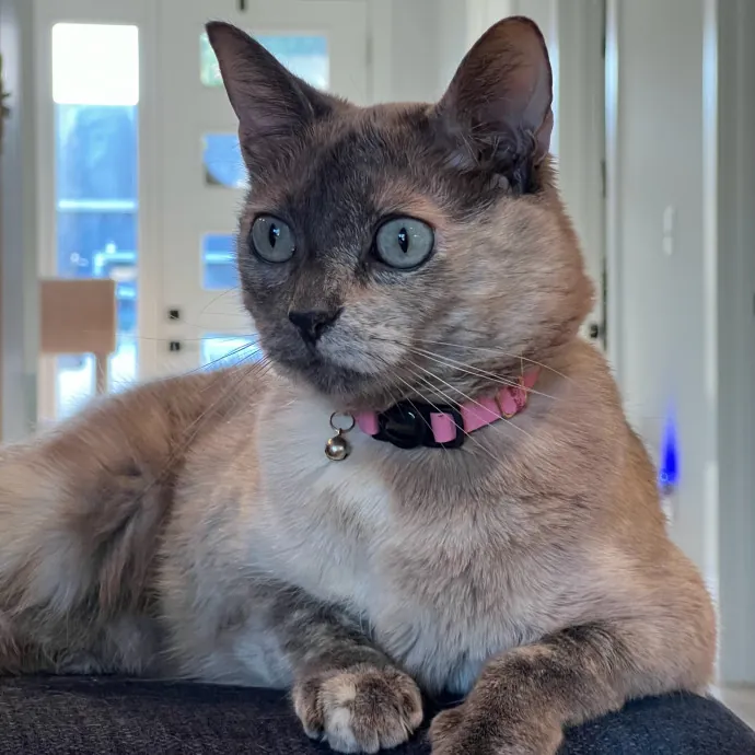 The Upstate Cat Sitter