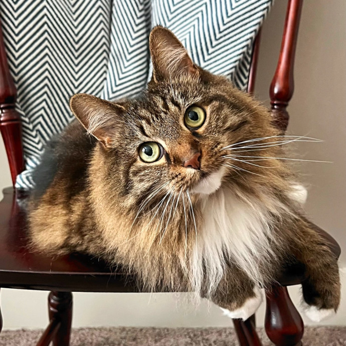 The Upstate Cat Sitter