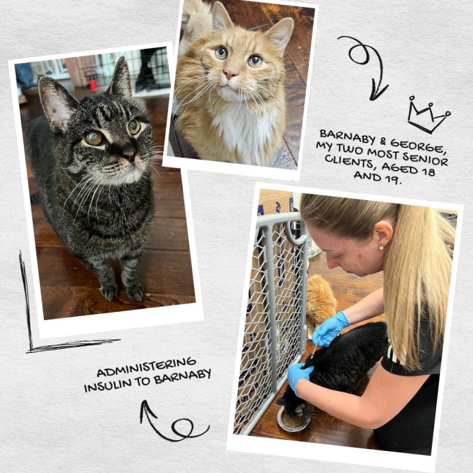 The Upstate Cat Sitter