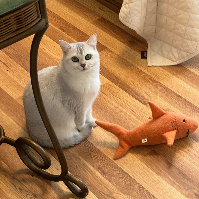The Upstate Cat Sitter
