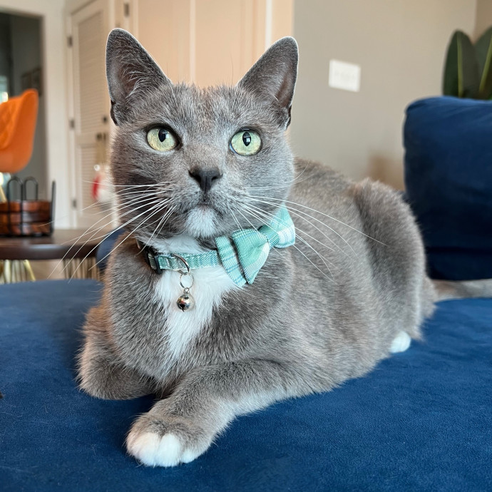 The Upstate Cat Sitter