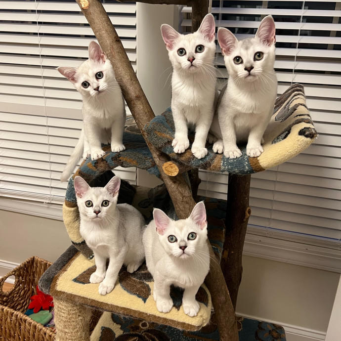 The Upstate Cat Sitter