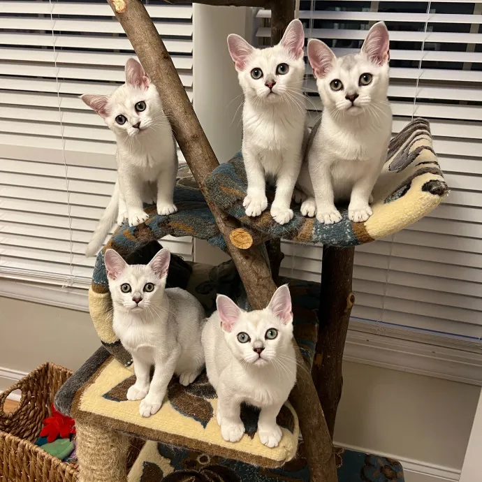 The Upstate Cat Sitter