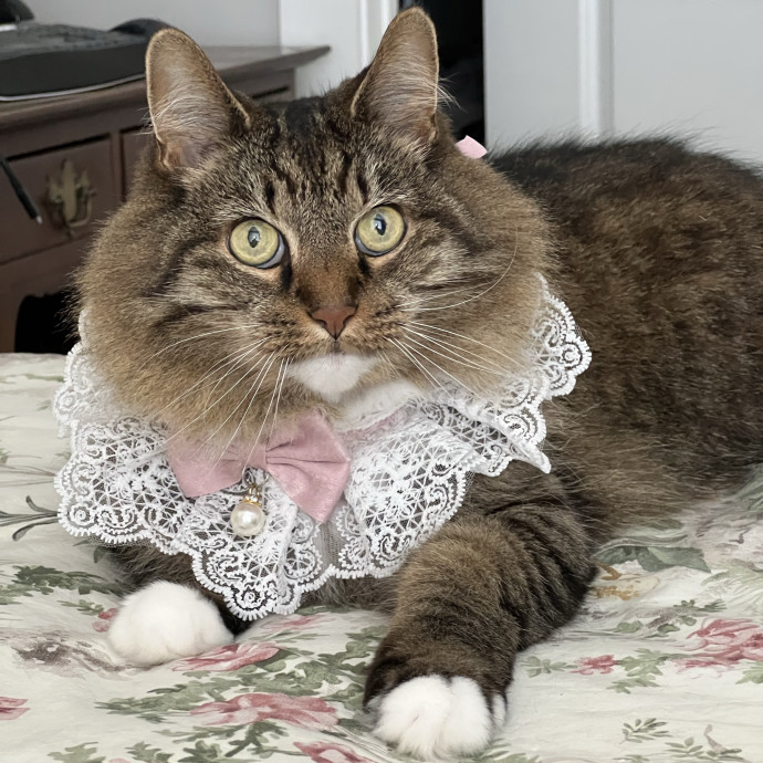 The Upstate Cat Sitter