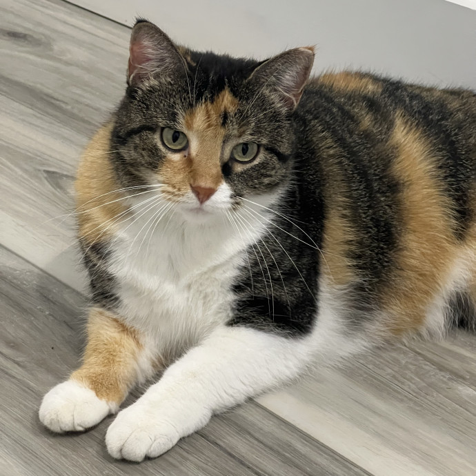 The Upstate Cat Sitter