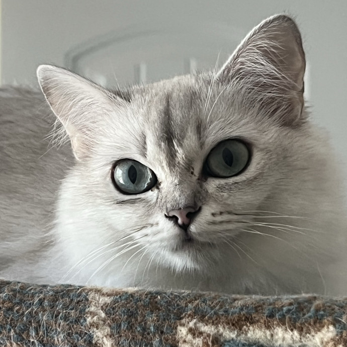 The Upstate Cat Sitter