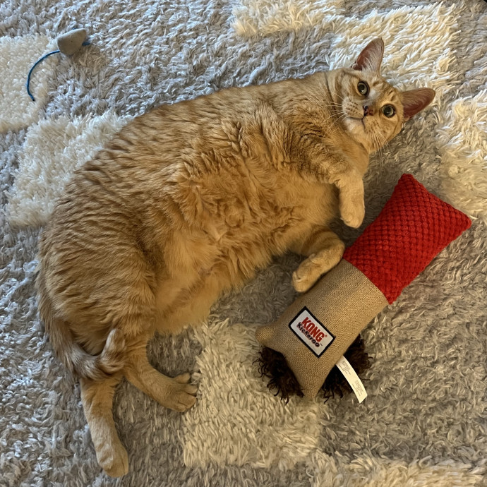 The Upstate Cat Sitter