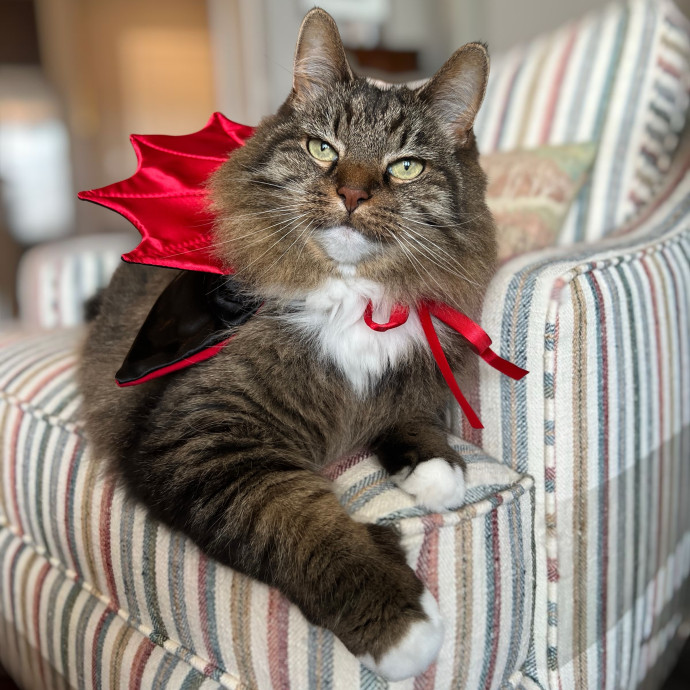 The Upstate Cat Sitter