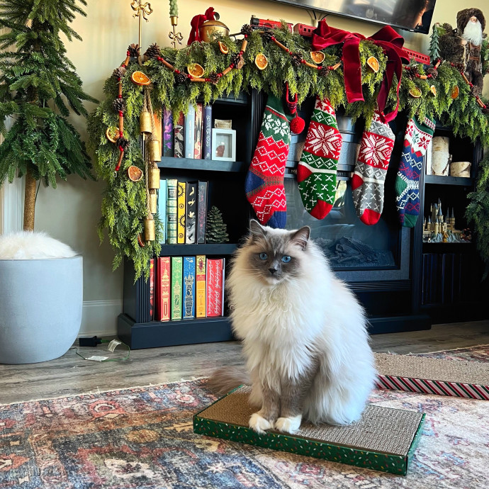 The Upstate Cat Sitter